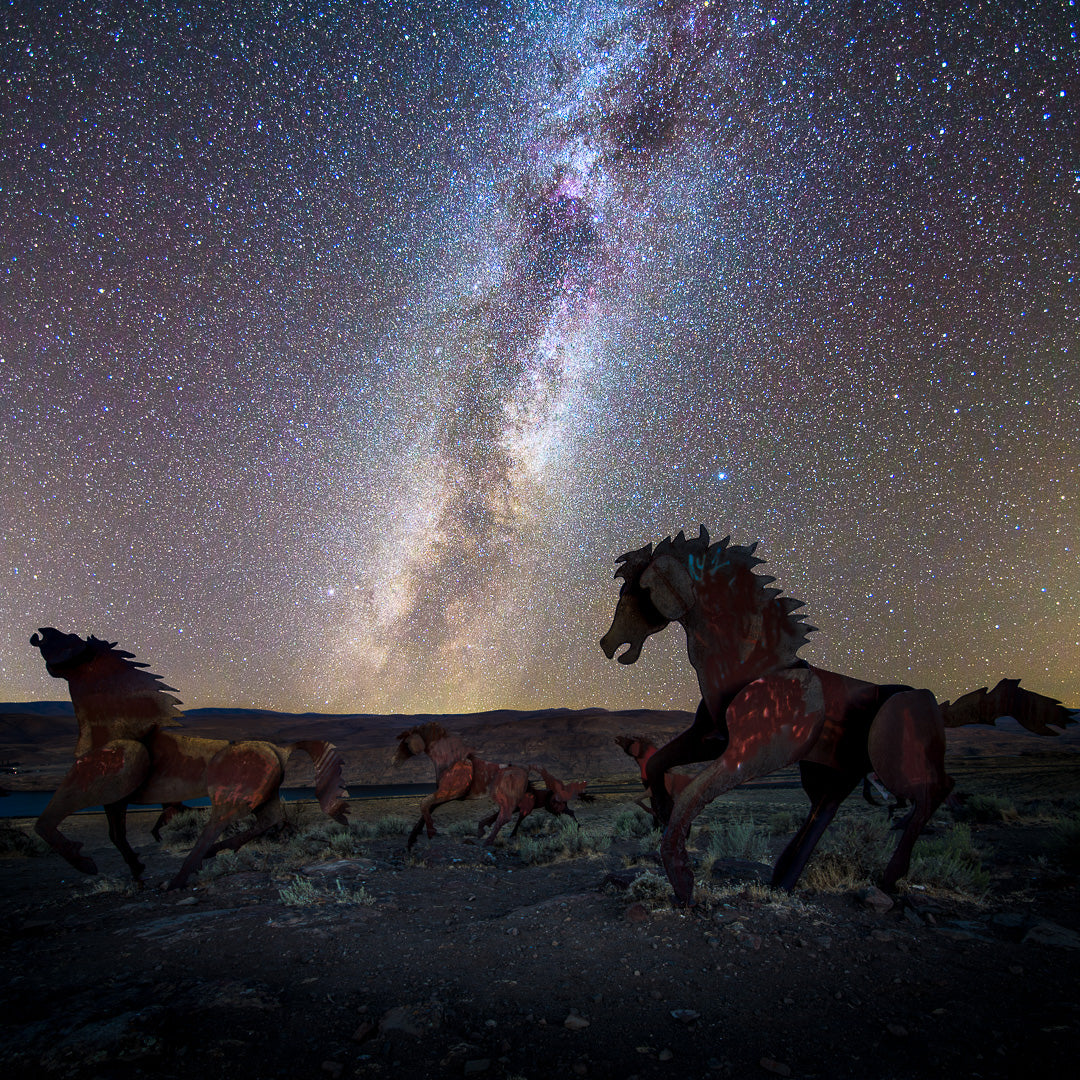 Wild Horses