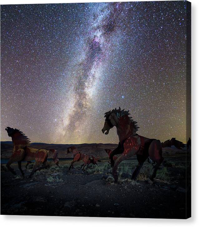 Wild Horses - Canvas Print