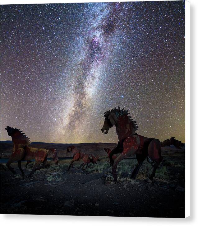 Wild Horses - Canvas Print