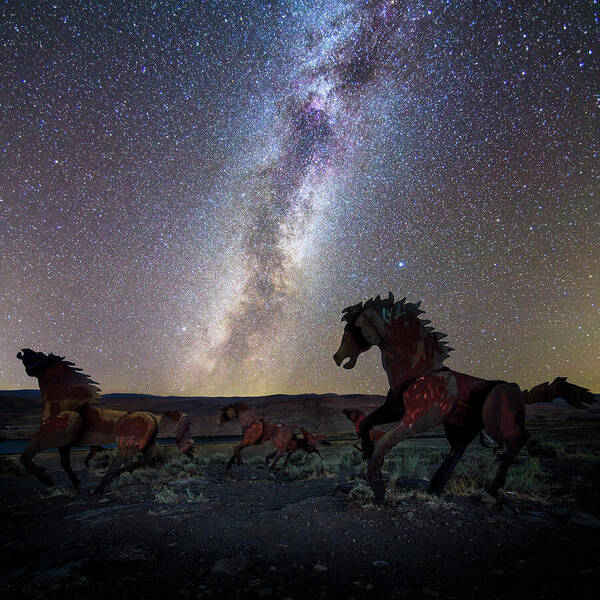 Wild Horses - Art Print